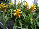 Scarlet Star